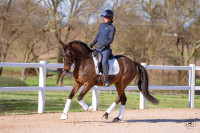 Vente de cheval : Grand Slam